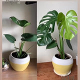 Grow Plant Food & Tonic