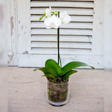 Potted Phalaenopsis Orchid -White