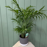 Potted Palm