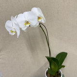 Potted Orchid -White