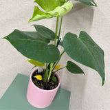 Potted Monstera