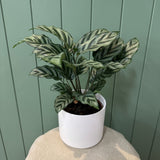 Potted Calathea