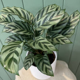Potted Calathea