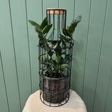 Potted Zanzibar