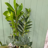 Large Potted Zanzibar