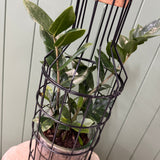 Potted Zanzibar