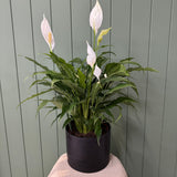Potted Peace Lily - Black Pot