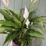 Potted Peace Lily - Black Pot