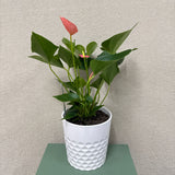 Potted Anthurium