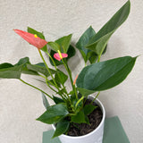 Potted Anthurium