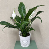 Potted Peace Lily