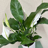 Potted Peace Lily