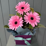 Gerbra Box - Today's Fresh Flowers