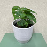 Potted Plant