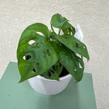 Potted Plant