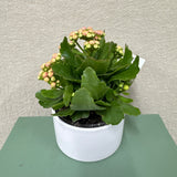 Potted Kalanchoe