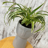 Potted Spider Plant