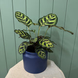 Blue Pot Calathea