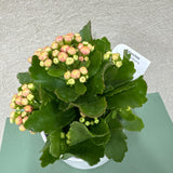 Potted Kalanchoe