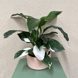 Potted Variegated Peace Lily