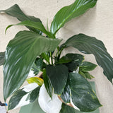 Potted Variegated Peace Lily