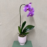 Potted Orchid Pink