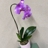 Potted Orchid Pink