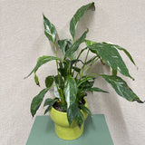 Green Pot Peace Lily