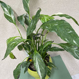 Green Pot Peace Lily