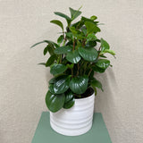 Potted Peperomia