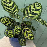 Blue Pot Calathea