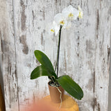 Potted Orchid -White