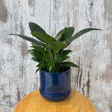 Potted Peace Lily