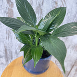 Potted Peace Lily