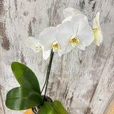 Potted Orchid -White