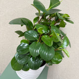 Potted Peperomia