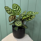 Potted Calathea
