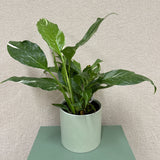 Green Pot Peace Lily