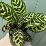Potted Calathea