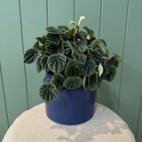 Potted Peperomia