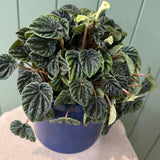 Potted Peperomia