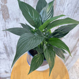 Potted Peace Lily