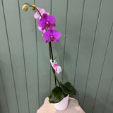 Potted Orchid Pink