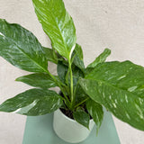 Green Pot Peace Lily