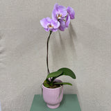 Potted Orchid - Pink