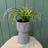 Potted Spider Plant