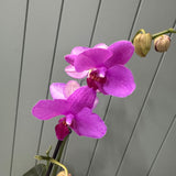 Potted Orchid Pink