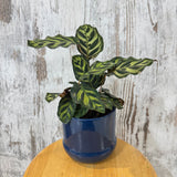 Potted Calathea