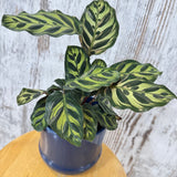 Potted Calathea