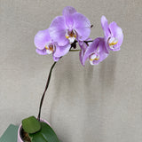 Potted Orchid - Pink